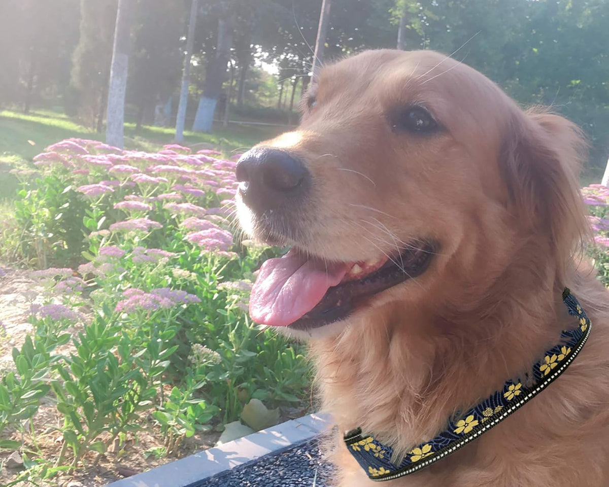 Heavy Duty Reflective Dog Collar - Padded, and Adjustable 