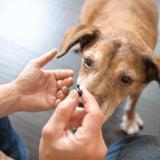 1-TDC Oral Health & Joint Mobility Support for Happy, Active Dogs