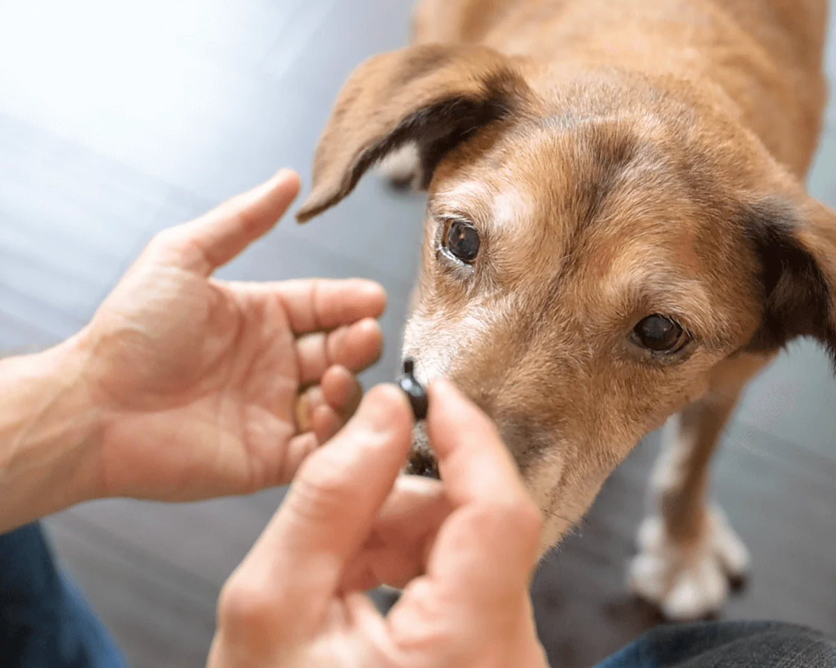 1-TDC Oral Health & Joint Mobility Support for Happy, Active Dogs