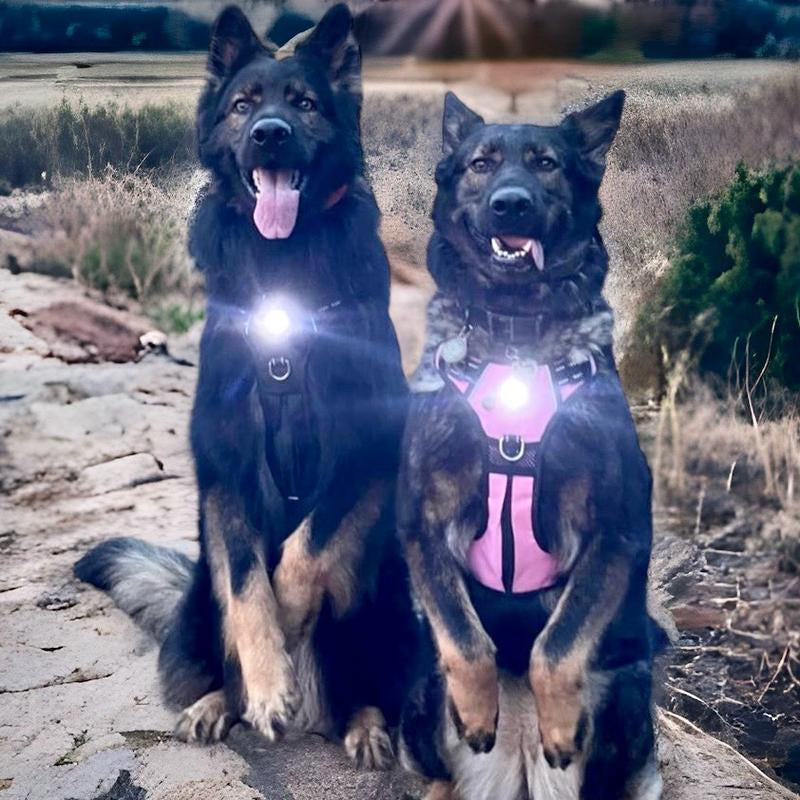 Canine Headlight Harness