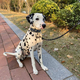 Heavy Duty Reflective Dog Collar - Padded, and Adjustable 