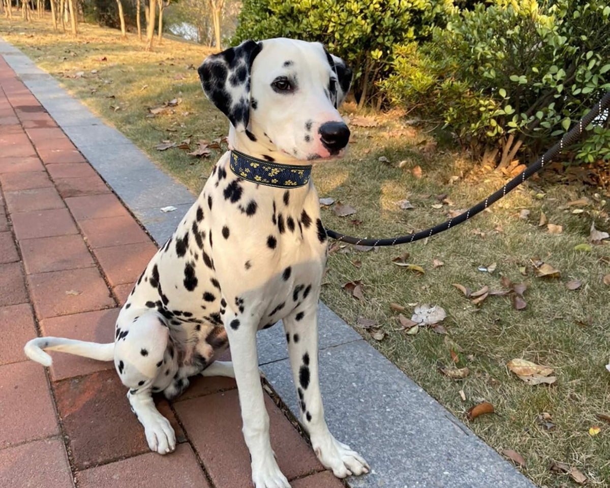 Heavy Duty Reflective Dog Collar - Padded, and Adjustable 