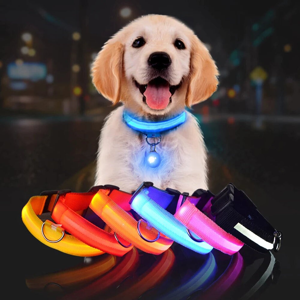 LED Dog Safety Collar – Night Glow - My Pet Collective LED Dog Safety Collar – Night Glow