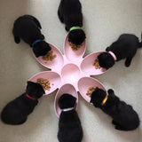 Pet Platter with Petal-Shaped Dog Bowls - My Pet Collective Pet Platter with Petal-Shaped Dog Bowls