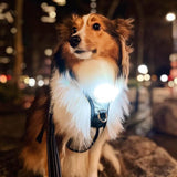 Canine Headlight Harness