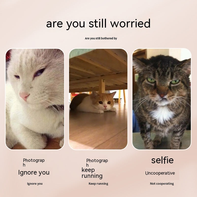 Pet Photography Tool Cat