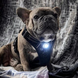 Canine Headlight Harness