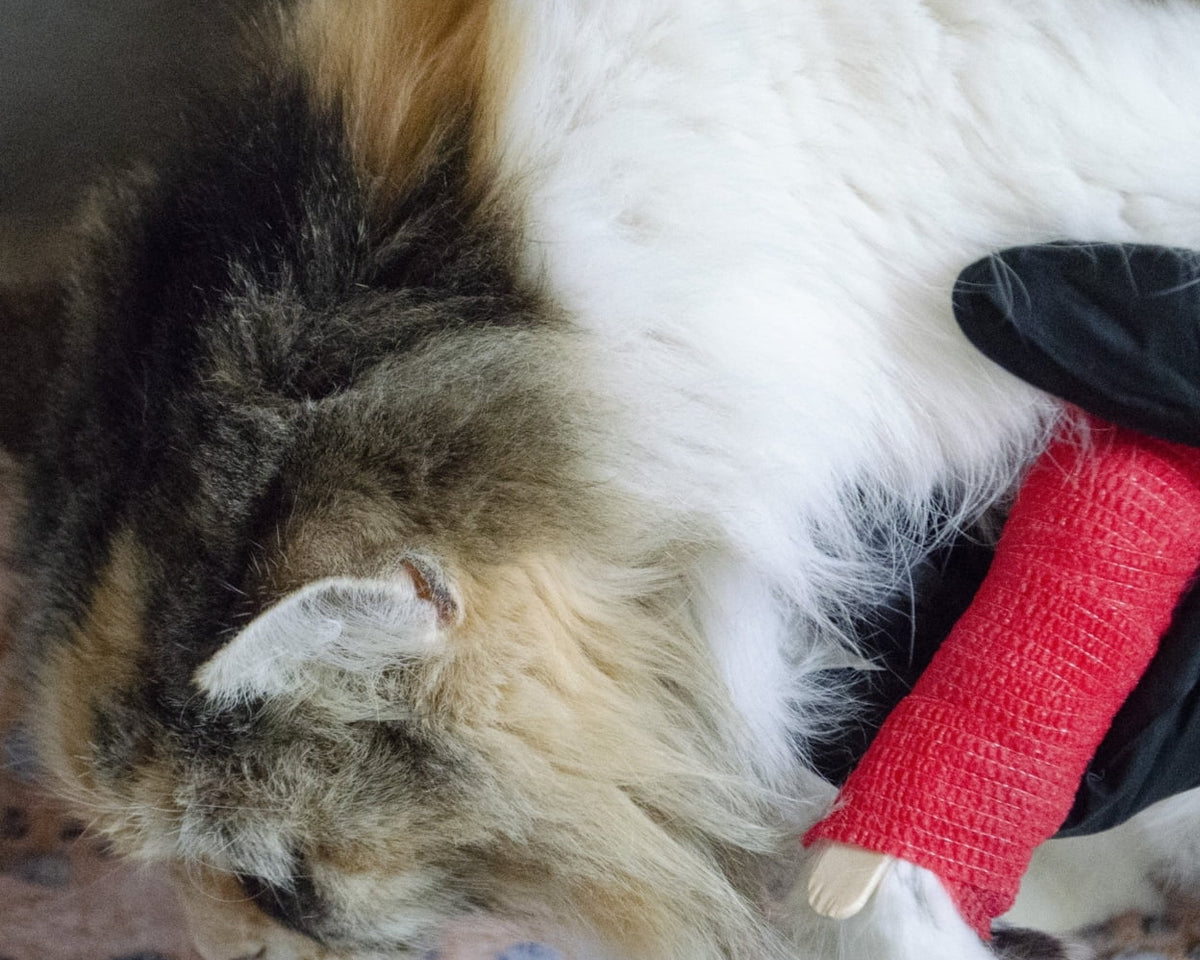 Essential 53-Piece Pet First Aid Kit with Comprehensive Guide – Compact and Complete Care for Your Furry Friends!