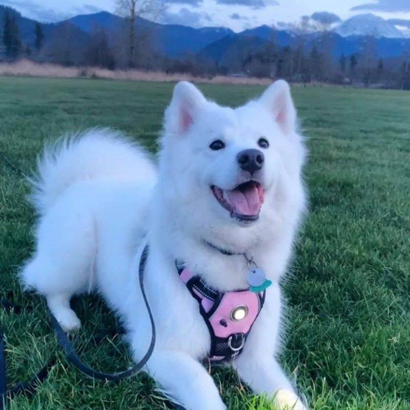Canine Headlight Harness