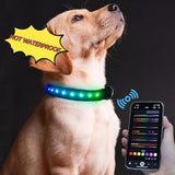 Gift for Pets, LED Light up 