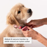 Twist & Go Pet Collars Camo/Small-Medium