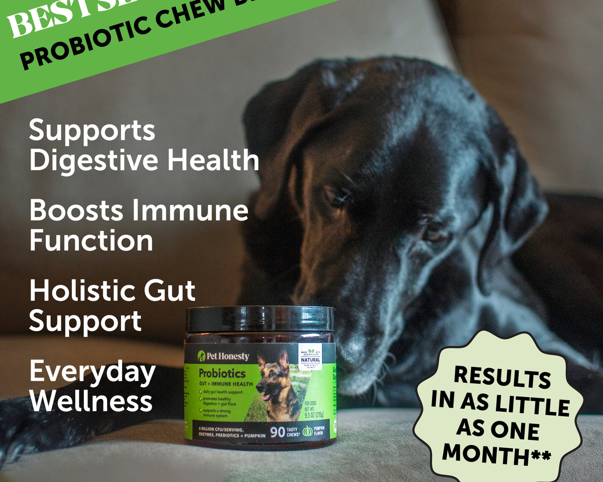 Delicious Pumpkin Flavor Digestive Probiotics Chews - 90 Count with 20% Off Auto Renew!