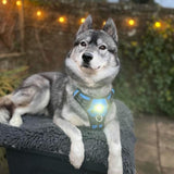 Canine Headlight Harness