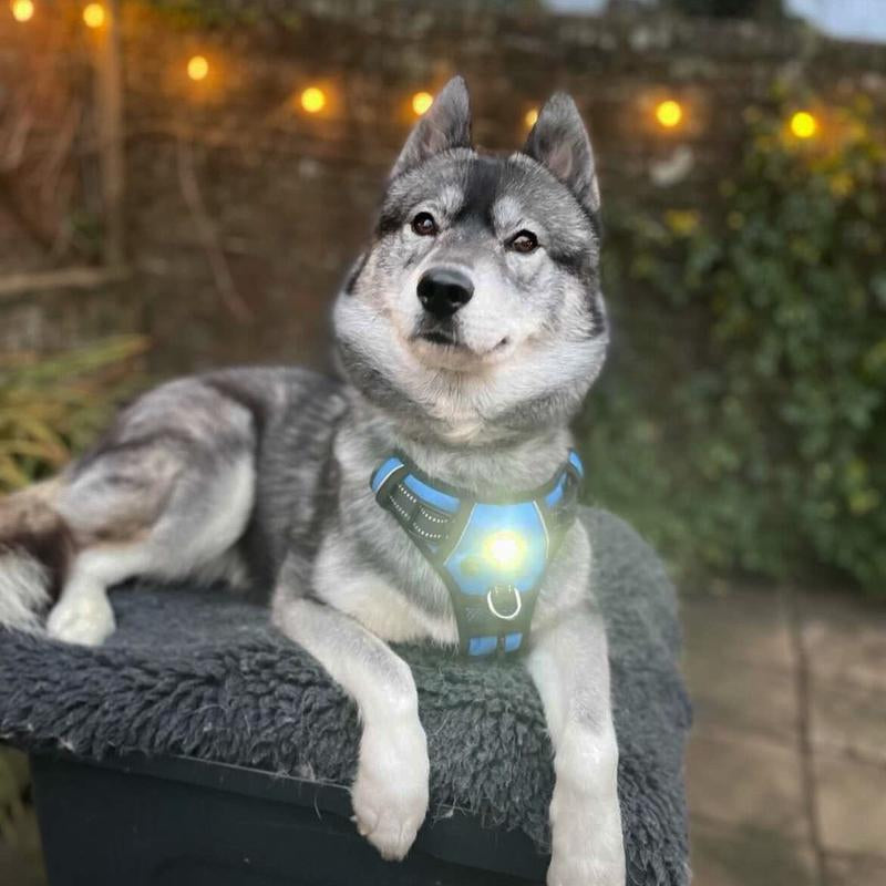 Canine Headlight Harness